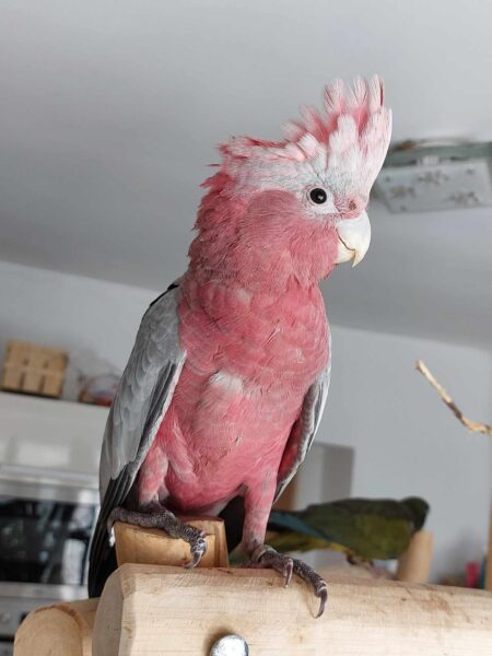 Roztáhněte křídla a leťte – ukázka papoušků v botance. Zdroj: Pad Parrots z. s.