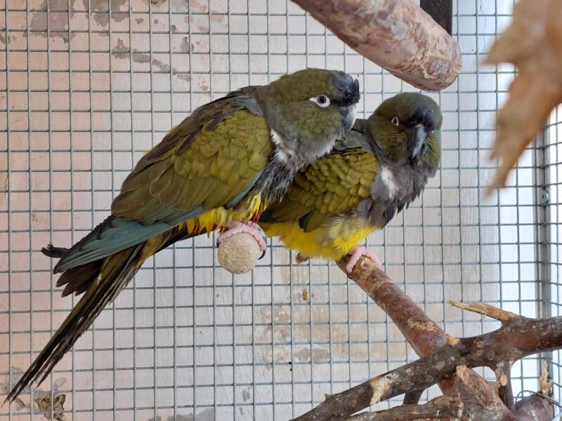 Roztáhněte křídla a leťte – ukázka papoušků v botance. Zdroj: Pad Parrots z. s.