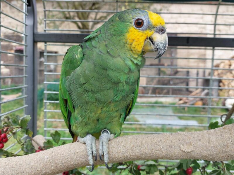 Roztáhněte křídla a leťte – ukázka papoušků v botance. Zdroj: Pad Parrots z. s.