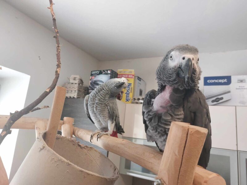 Roztáhněte křídla a leťte – ukázka papoušků v botance. Zdroj: Pad Parrots z. s.