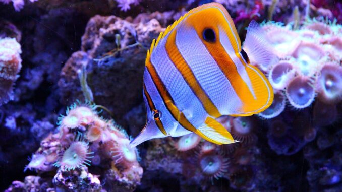 Ekocentrum Zahrada Mladá Boleslav