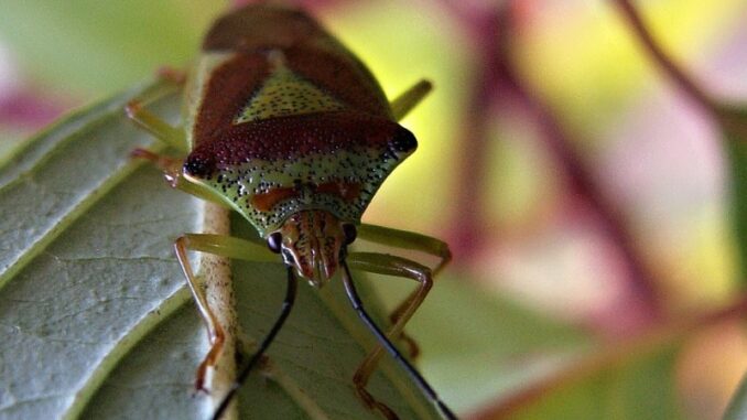 Ilustrační foto. Zdroj: Pixabay.com