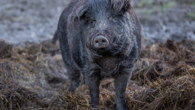 Ekofarma Bošina Náchod
