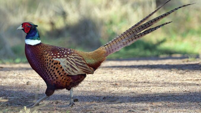 Minifarma Relax, Těrlicko, Karviná