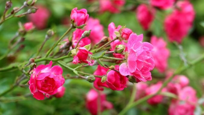 Ilustrační foto. Zdroj: Pixabay.com