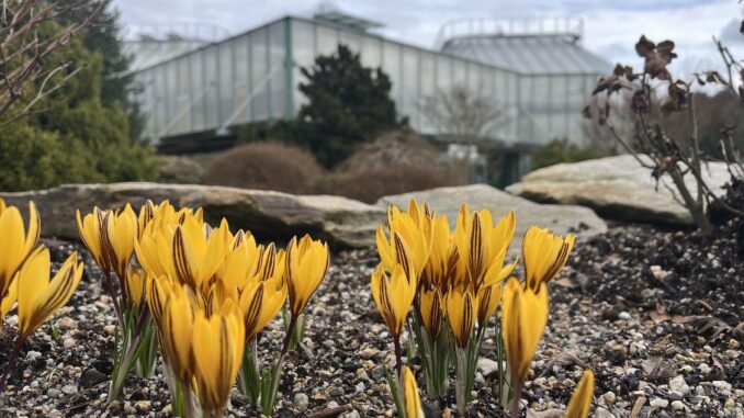 Květy jara v Botanické zahradě v Liberci. Zdroj: Botanická zahrada Liberec.