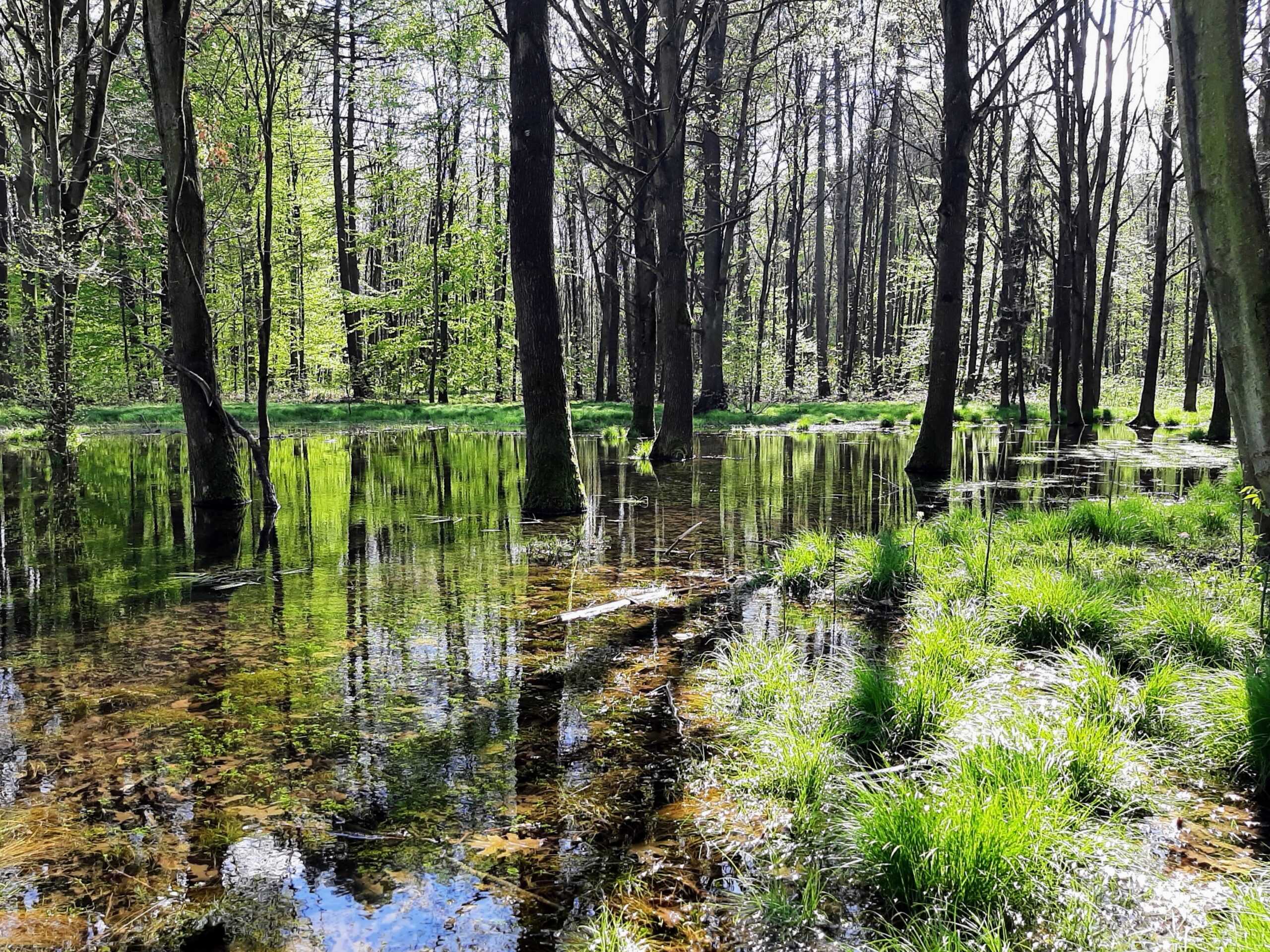 Bělský les Ostrava