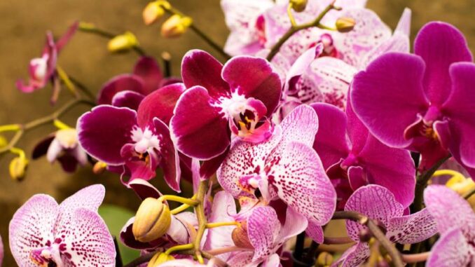 Krása orchidejí
