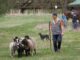 Ratibořické ovčácké slavnosti v Babiččině údolí