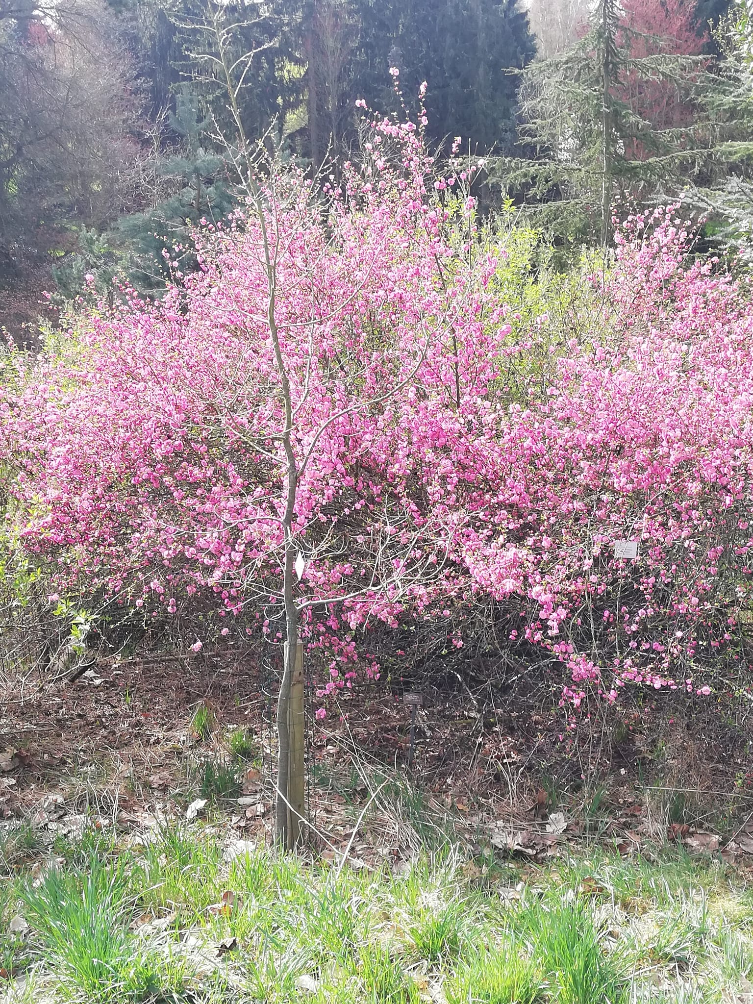 Dendrologická zahrada Průhonice