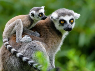 Lemur kata. Zdroj: Zoopark Česká Skalice