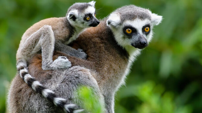 Lemur kata. Zdroj: Zoopark Česká Skalice