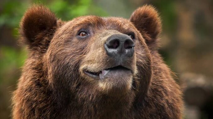 Medvěd Bruno z děčínské zoo. Zdroj: Zoo Děčín