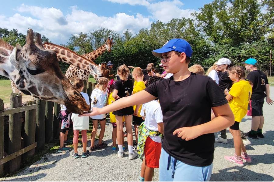 Žirafy v děčínské zoo. Zdroj: Zoo Děčín