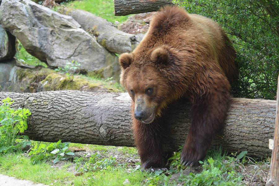 Medvěd Bruno z děčínské zoo. Zdroj: Zoo Děčín