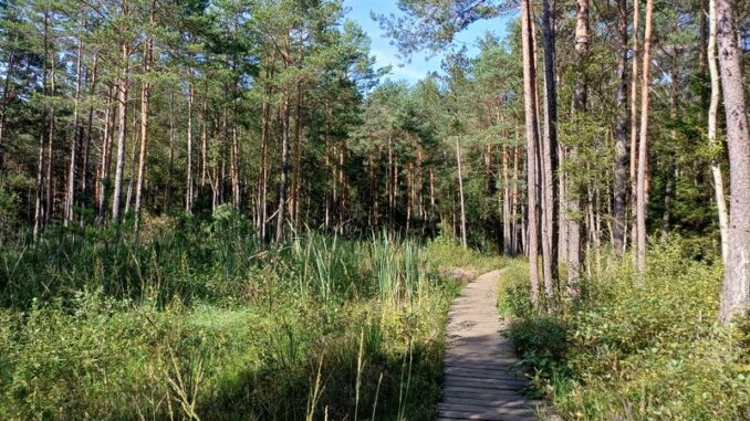 Přírodní rezervace Borkovická blata v jižních Čechách. Foto: Anna Petruželková