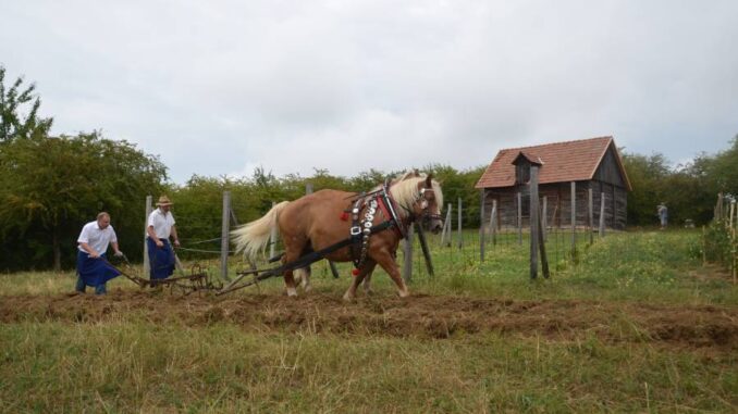 Podzimní program ve skanzenu Rochus. Zdroj: Park a skanzen Rochus Uherské Hradiště