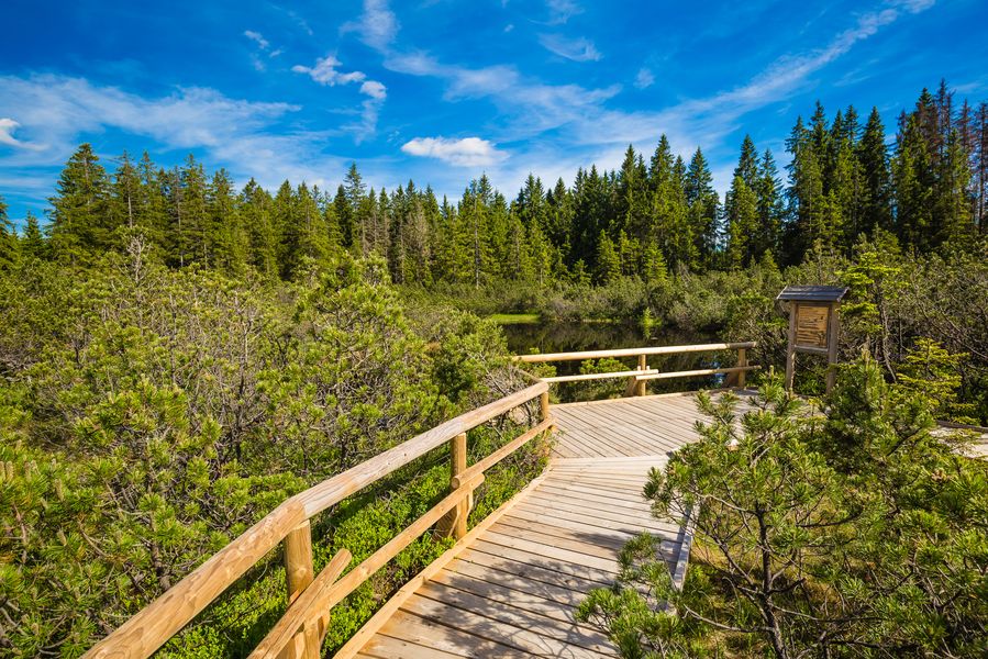 Tříjezerní slať, Šumava. Zdroj: Shutterstock.com/661333534/Josef Skacel