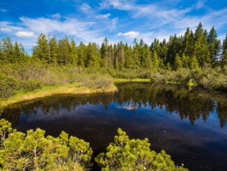 Tříjezerní slať, Šumava. Zdroj: Shutterstock.com/661333675/Josef Skacel