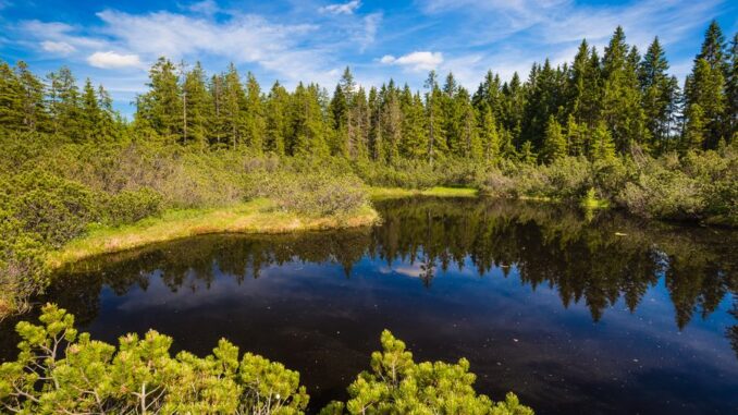 Tříjezerní slať, Šumava. Zdroj: Shutterstock.com/661333675/Josef Skacel