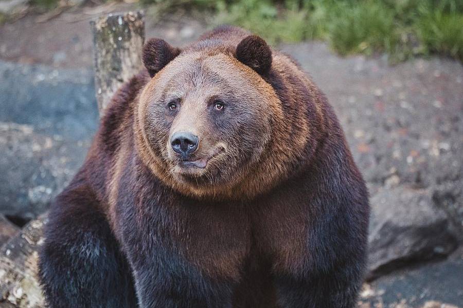 Jeden ze zámeckých medvědů v Českém Krumlově. Zdroj: DMO Český Krumlov