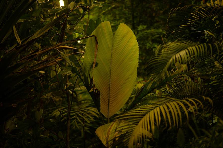 Fata Morgana. Zdroj: Botanická zahrada Praha
