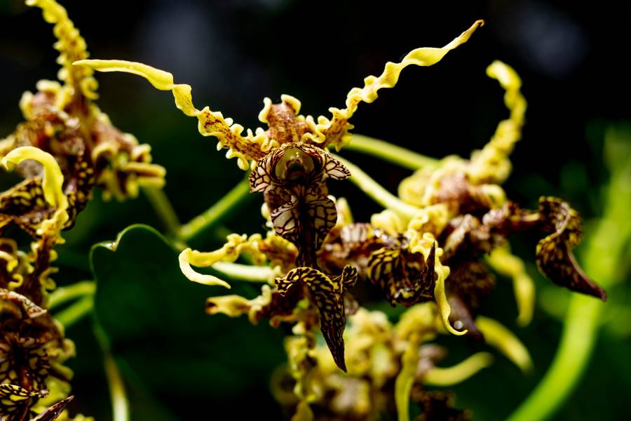 Fata Morgana. Zdroj: Botanická zahrada Praha