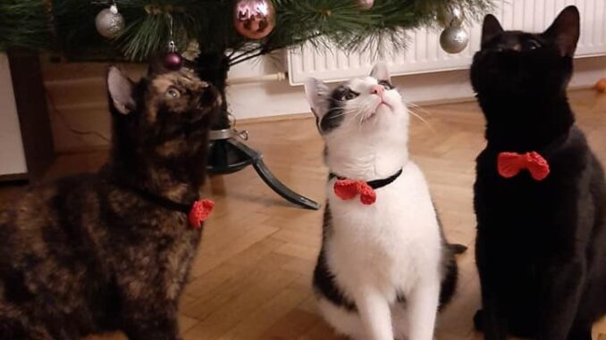 Zdroj: Charitativní kočičí spolek Kryšpín