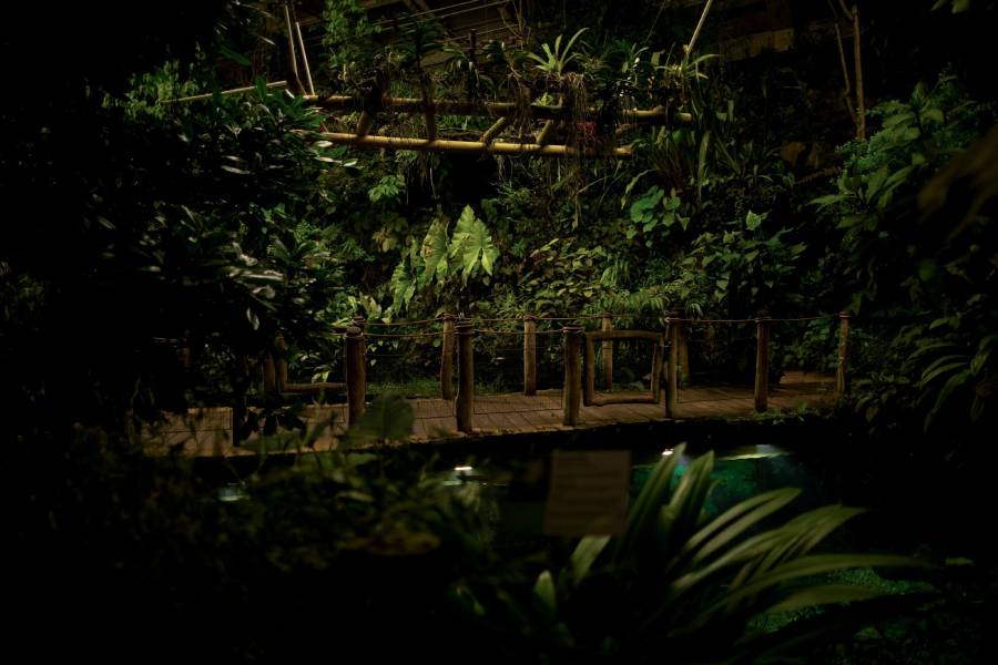 Fata Morgana. Zdroj: Botanická zahrada Praha