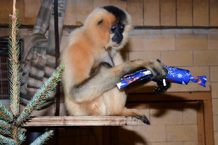 Štědrý den v Zoo Olomouc. Zdroj: Zoologická zahrada Olomouc