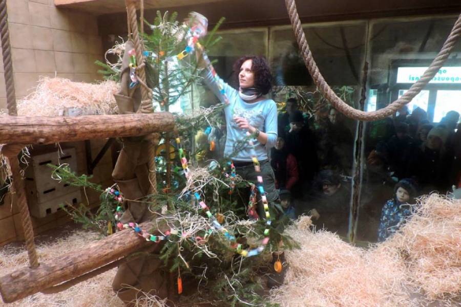 Štědrý den v Zoo Plzeň. Zdroj: Zoologická a botanická zahrada města Plzně