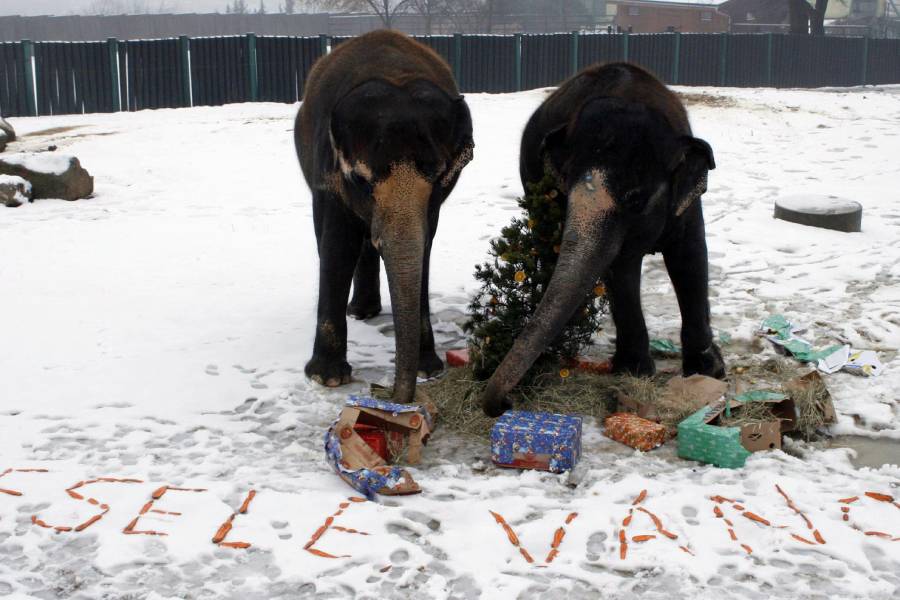 Štědrý den v Zoo Ústí nad Labem. Zdroj: Zoo Ústí nad Labem