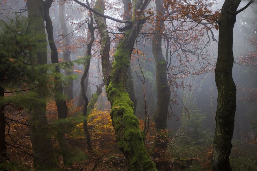 Bukačka. Smíšené bukosmrčiny.