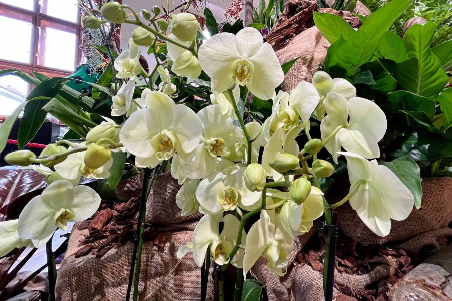 Výstava Orchideje a jejich tropičtí sousedé. Zdroj: Jihočeské muzeum