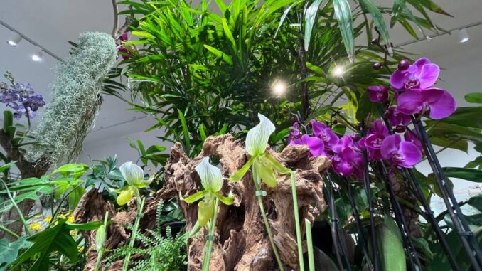 Výstava Orchideje a jejich tropičtí sousedé. Zdroj: Jihočeské muzeum