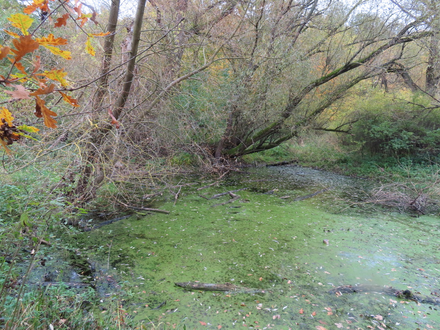 Přírodní památka Stará Úhlava. Zdroj foto: Pavla Košík Jelínková