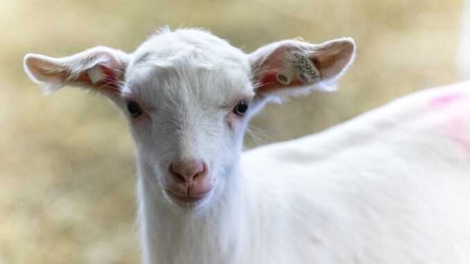 Zdroj foto: Pixabay.com