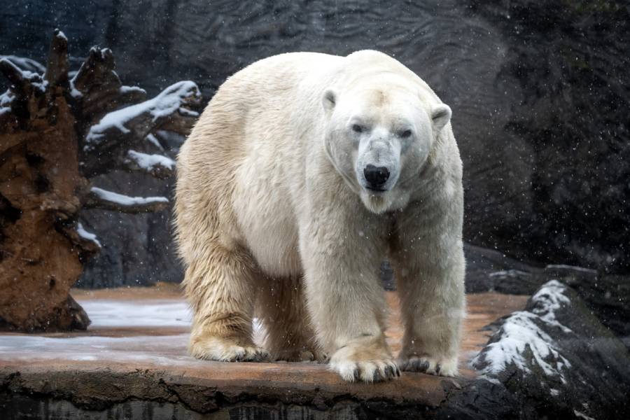 Mezinárodní den ledních medvědů. Zdroj: Zoo Praha