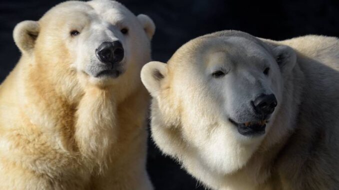 Mezinárodní den ledních medvědů. Zdroj: Zoo Praha