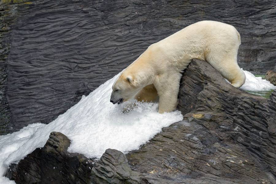 Mezinárodní den ledních medvědů. Zdroj: Zoo Praha