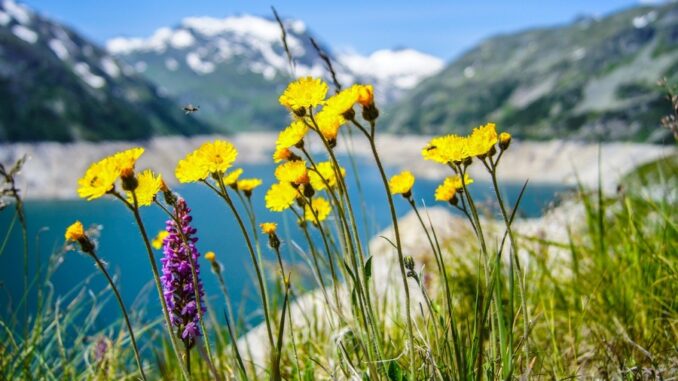 Zdroj foto.Pixabay.com