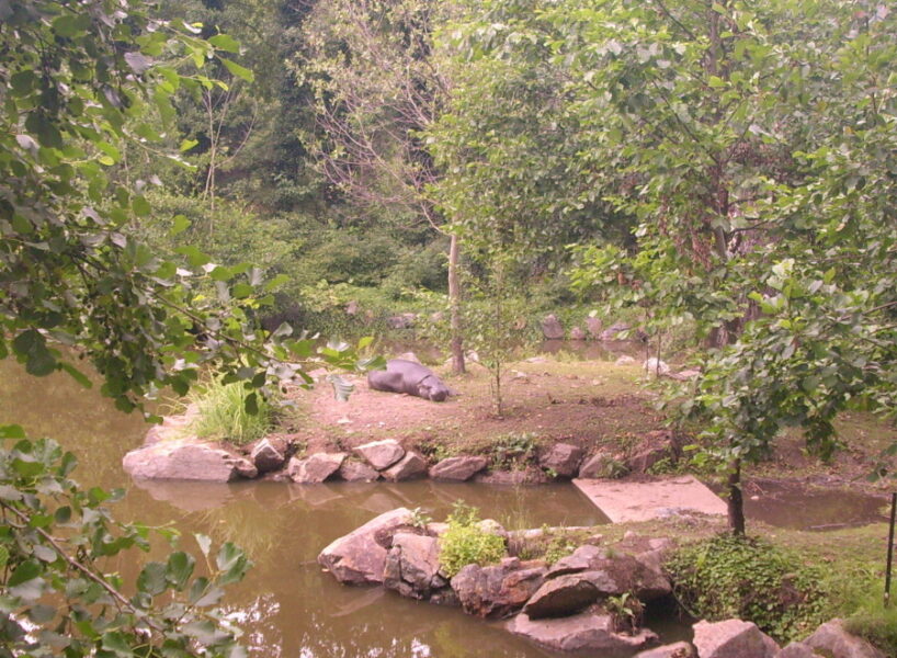 Zoo Plzeň, hrošík nigerijský. Zdroj foto: Pavla Košík Jelínková
