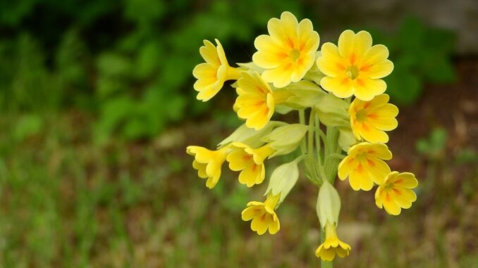 Ilustrační foto. Zdroj: Pixabay.com