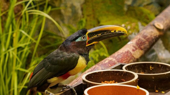 Zdroj: Zoologická zahrada Hodonín. Foto: Jan Máca