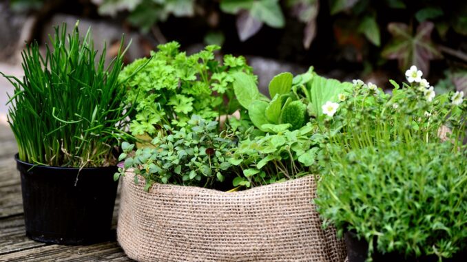 Ilustrační foto. Zdroj: Pixabay.com