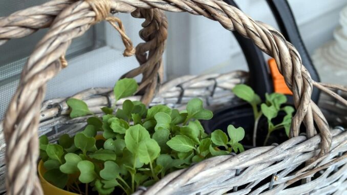 Zdroj foto: Pixabay.com