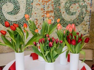 Tulipománie na zámku Buchlovice. Zdroj: Národní památkový ústav, CC BY-NC-ND 3.0 CZ, zamek-buchlovice.cz