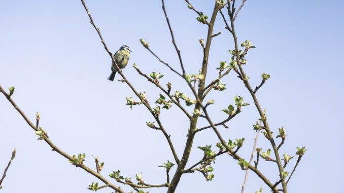 Zdroj foto: Pixabay.com