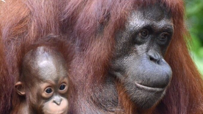 Zdroj foto: mekuc.cz