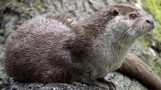 Ilustrační foto: commons.wikimedia.org